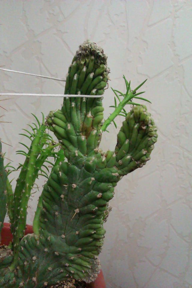 تصویر پرسش و پاسخ گیاه