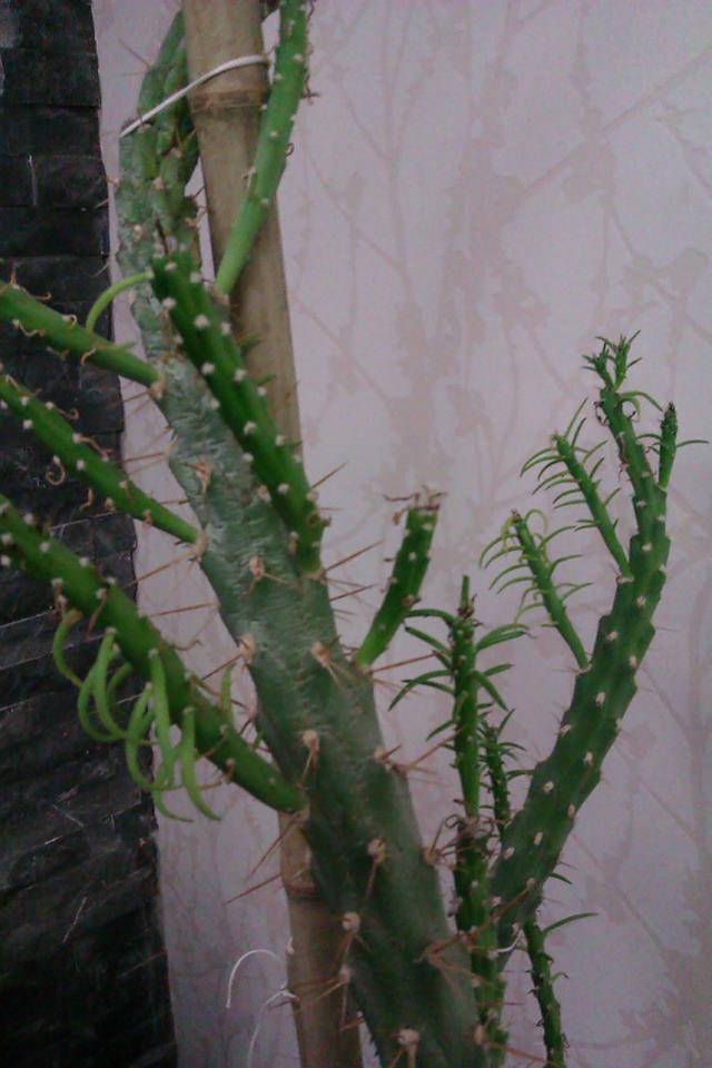 تصویر پرسش و پاسخ گیاه