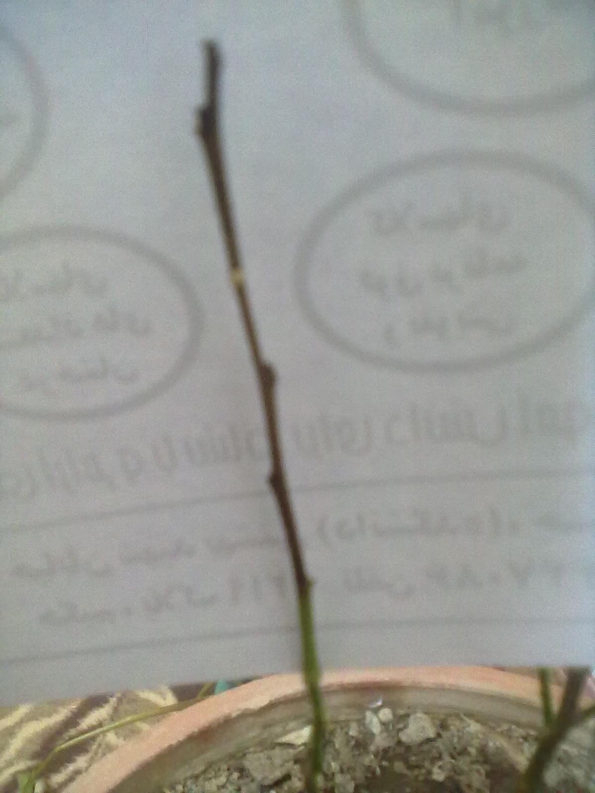 تصویر پرسش و پاسخ گیاه