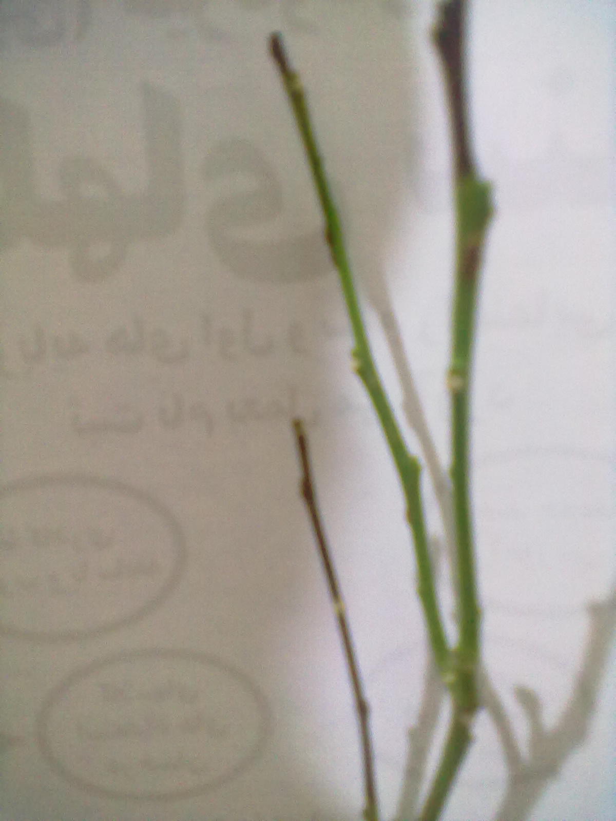 تصویر پرسش و پاسخ گیاه