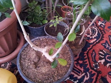تصویر پرسش و پاسخ گیاه
