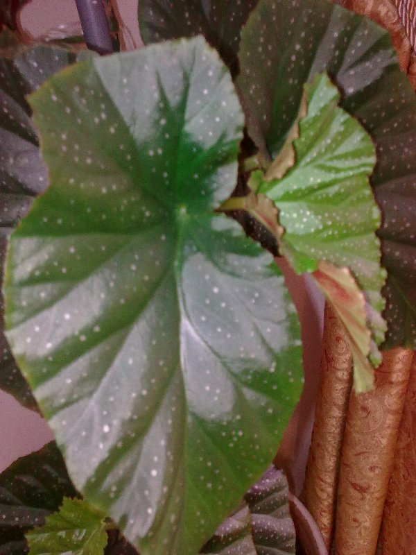 تصویر پرسش و پاسخ گیاه