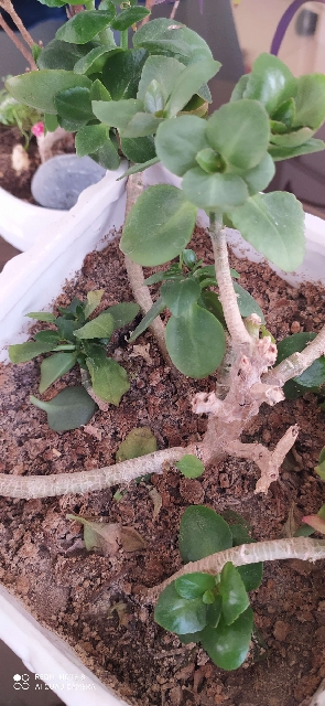 تصویر پرسش و پاسخ گیاه