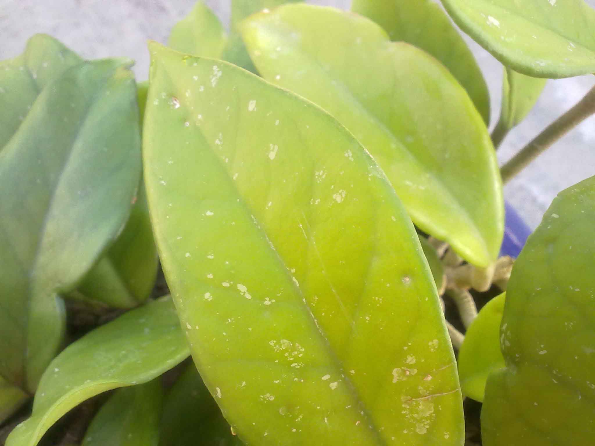 تصویر پرسش و پاسخ گیاه
