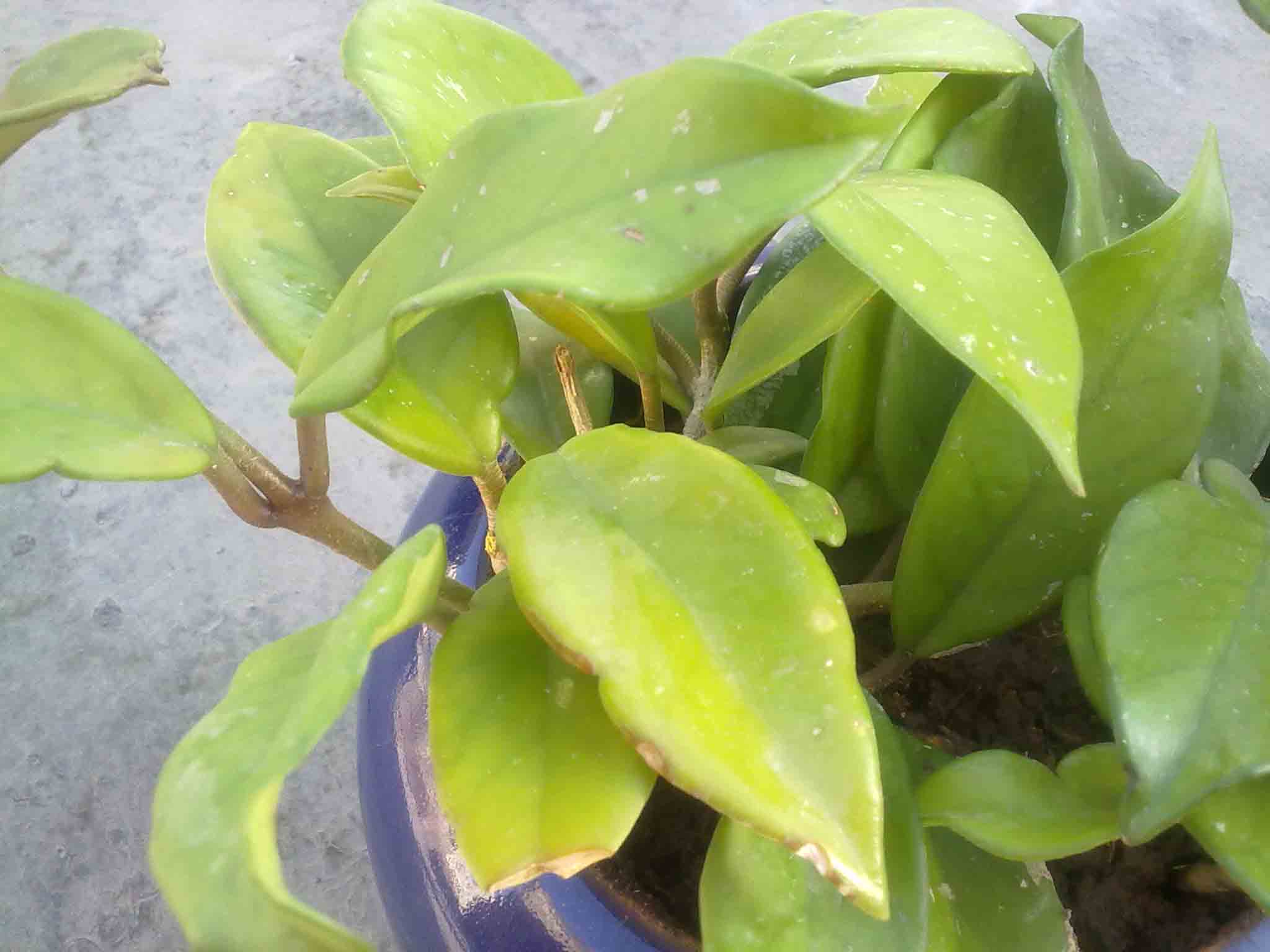 تصویر پرسش و پاسخ گیاه