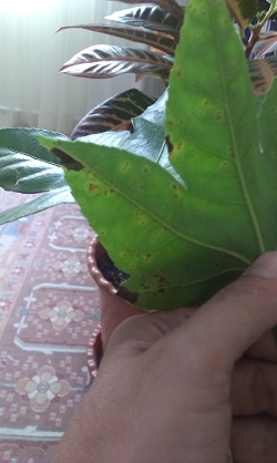 تصویر پرسش و پاسخ گیاه