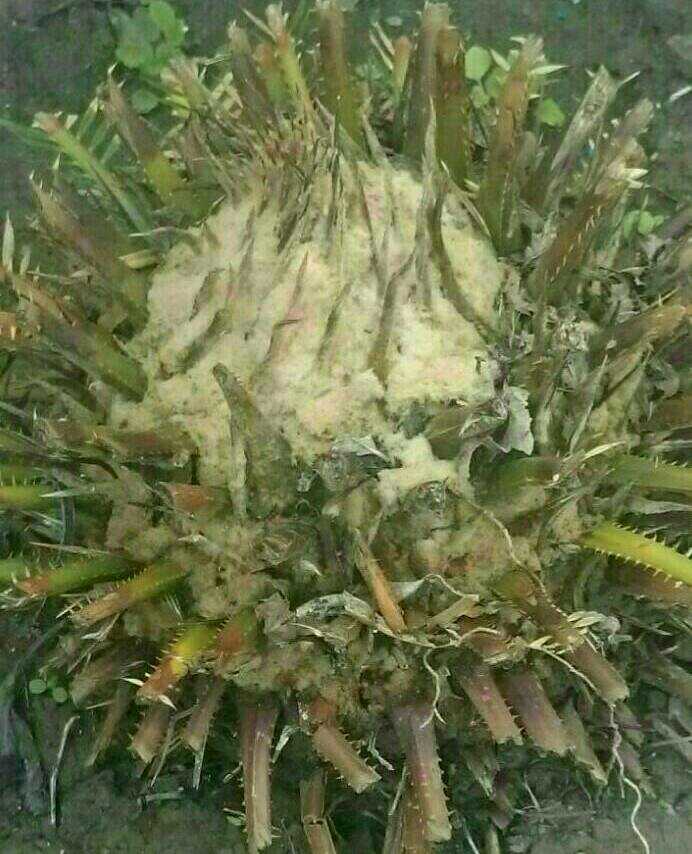 تصویر پرسش و پاسخ گیاه