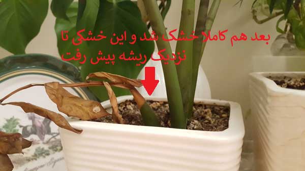 تصویر ارسالی کاربر