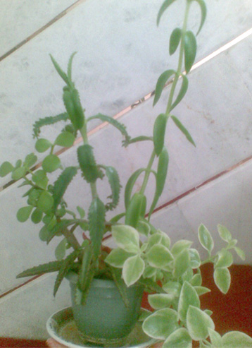 تصویر پرسش و پاسخ گیاه