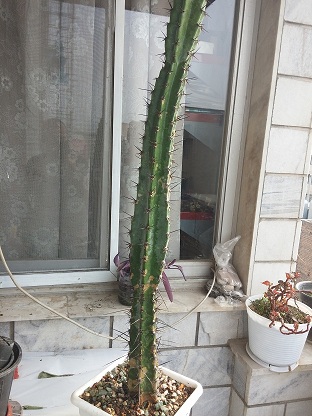 تصویر پرسش و پاسخ گیاه