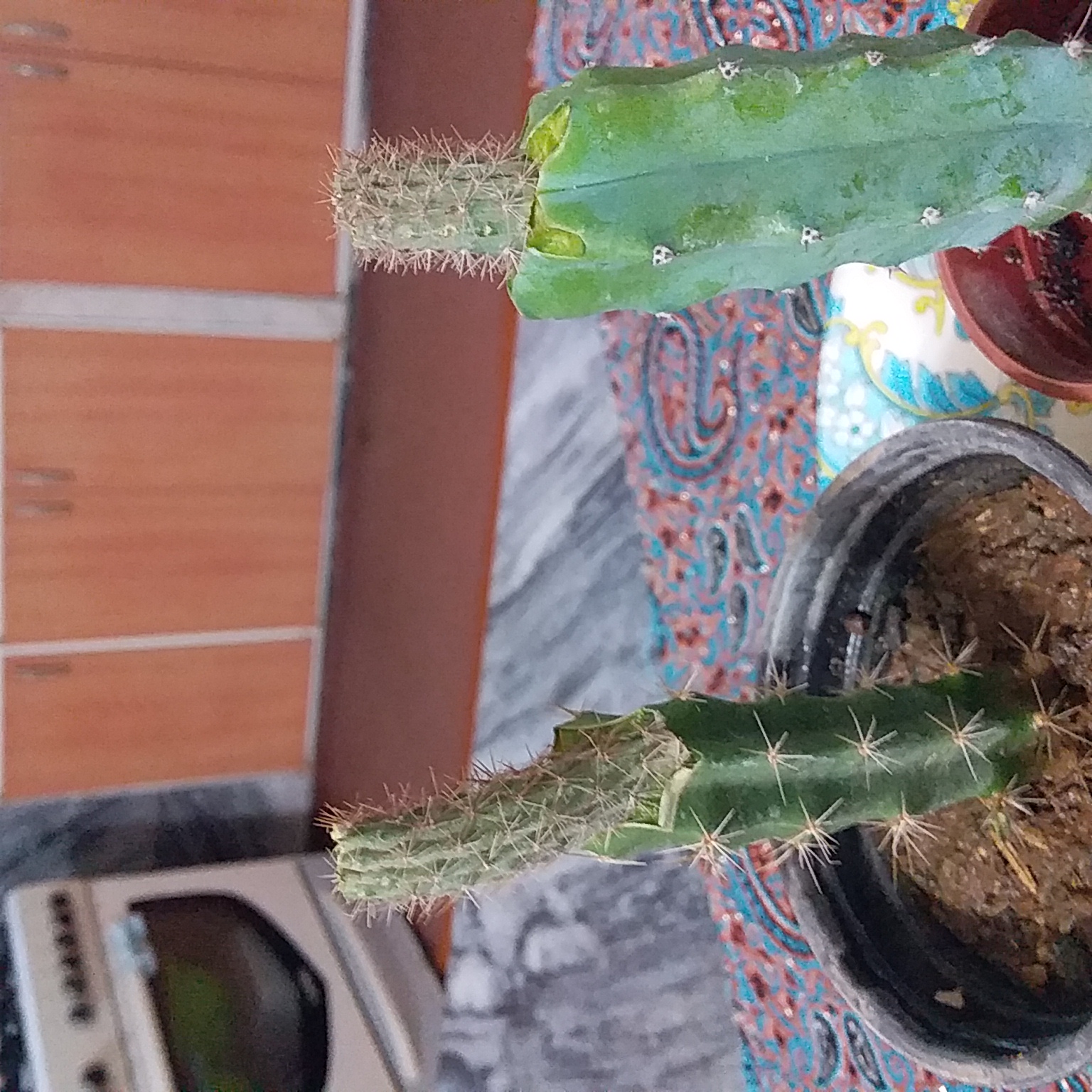 تصویر پرسش و پاسخ گیاه