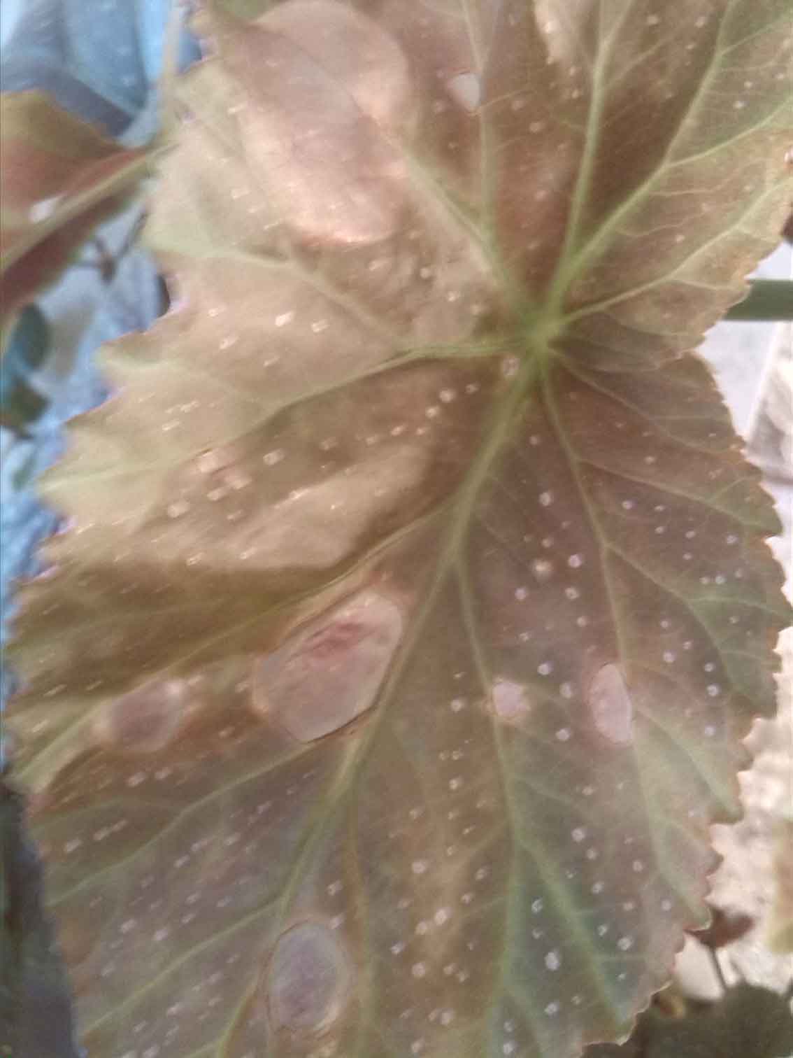 تصویر پرسش و پاسخ گیاه