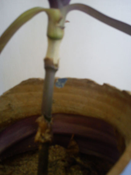 تصویر پرسش و پاسخ گیاه