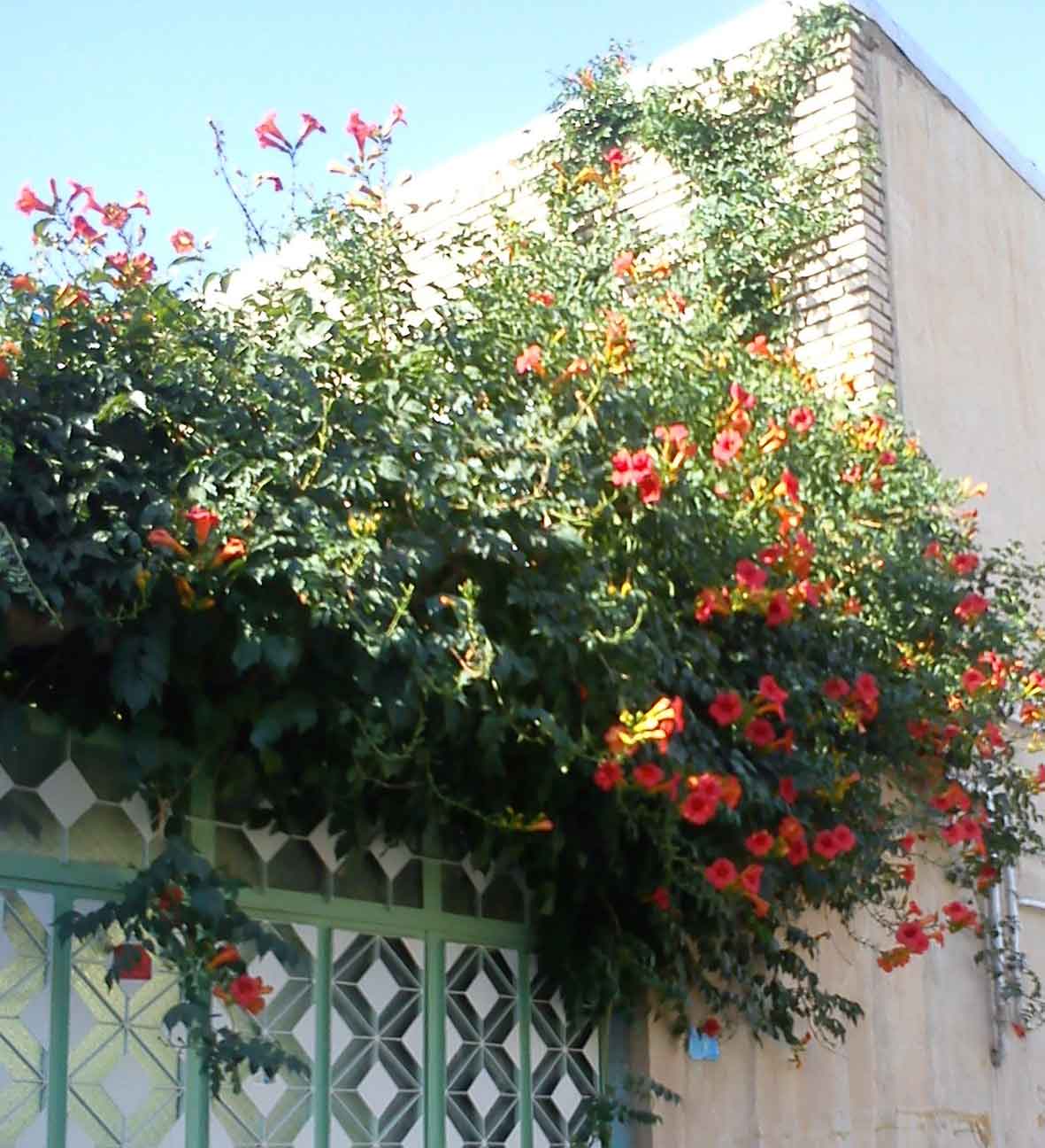 تصویر پرسش و پاسخ گیاه
