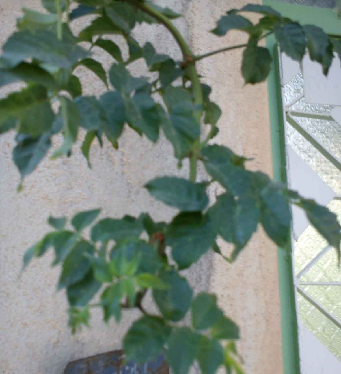 تصویر پرسش و پاسخ گیاه