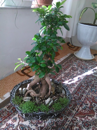 تصویر پرسش و پاسخ گیاه