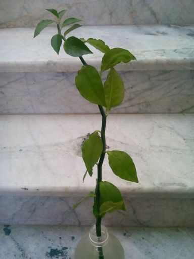 تصویر پرسش و پاسخ گیاه