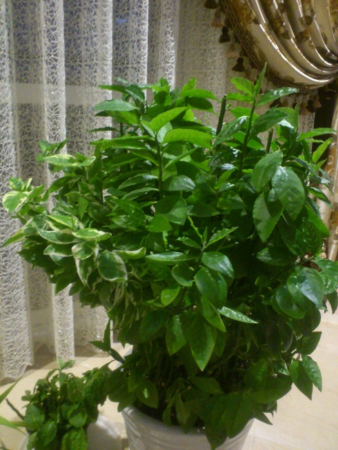 تصویر پرسش و پاسخ گیاه
