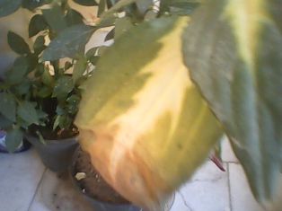تصویر پرسش و پاسخ گیاه