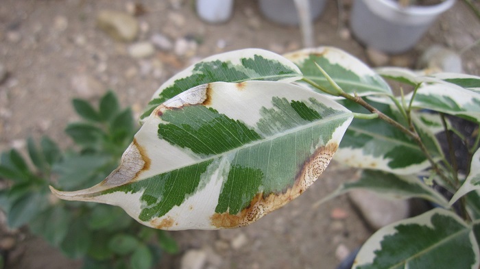 تصویر پرسش و پاسخ گیاه