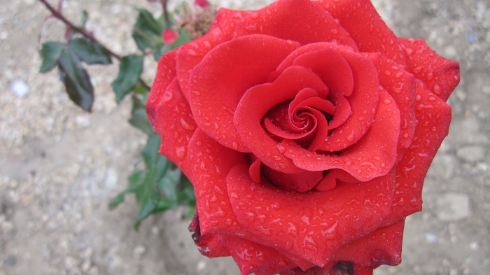 تصویر پرسش و پاسخ گیاه