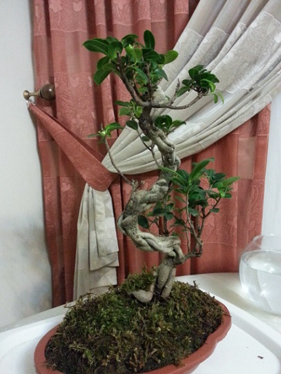 تصویر پرسش و پاسخ گیاه