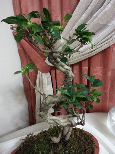 تصویر پرسش و پاسخ گیاه