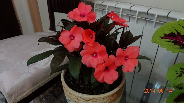 تصویر پرسش و پاسخ گیاه