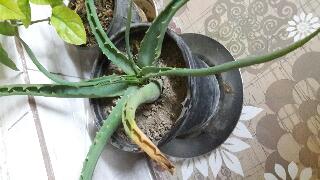 تصویر پرسش و پاسخ گیاه