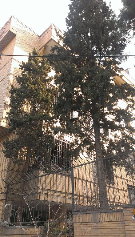 تصویر پرسش و پاسخ گیاه
