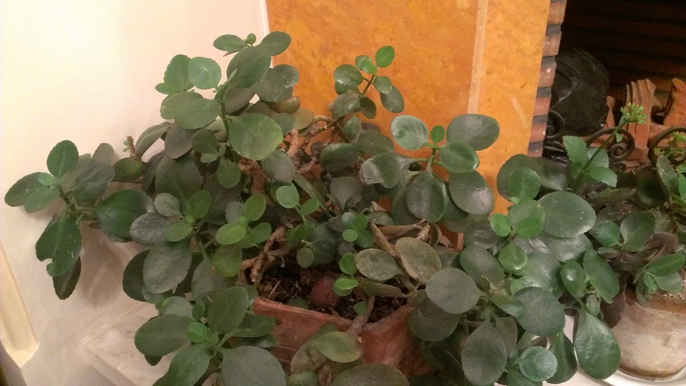 تصویر پرسش و پاسخ گیاه