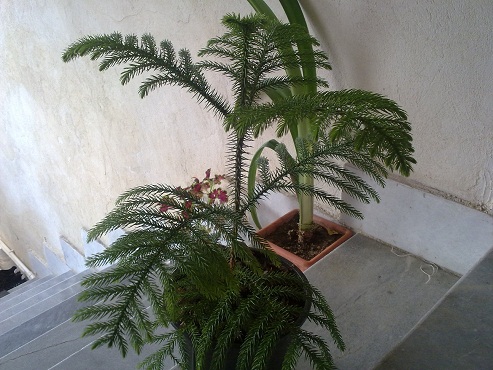 تصویر پرسش و پاسخ گیاه