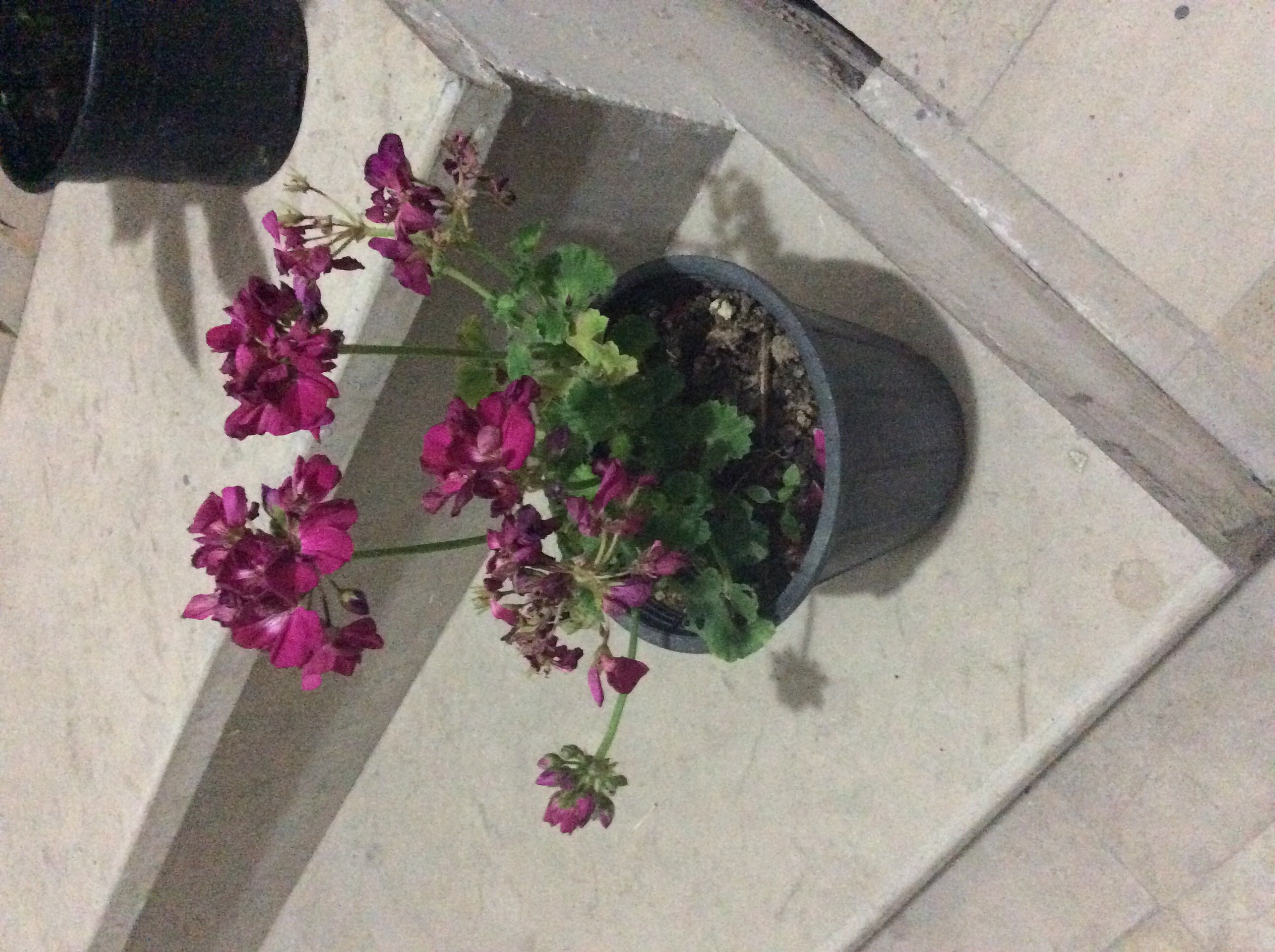 تصویر پرسش و پاسخ گیاه