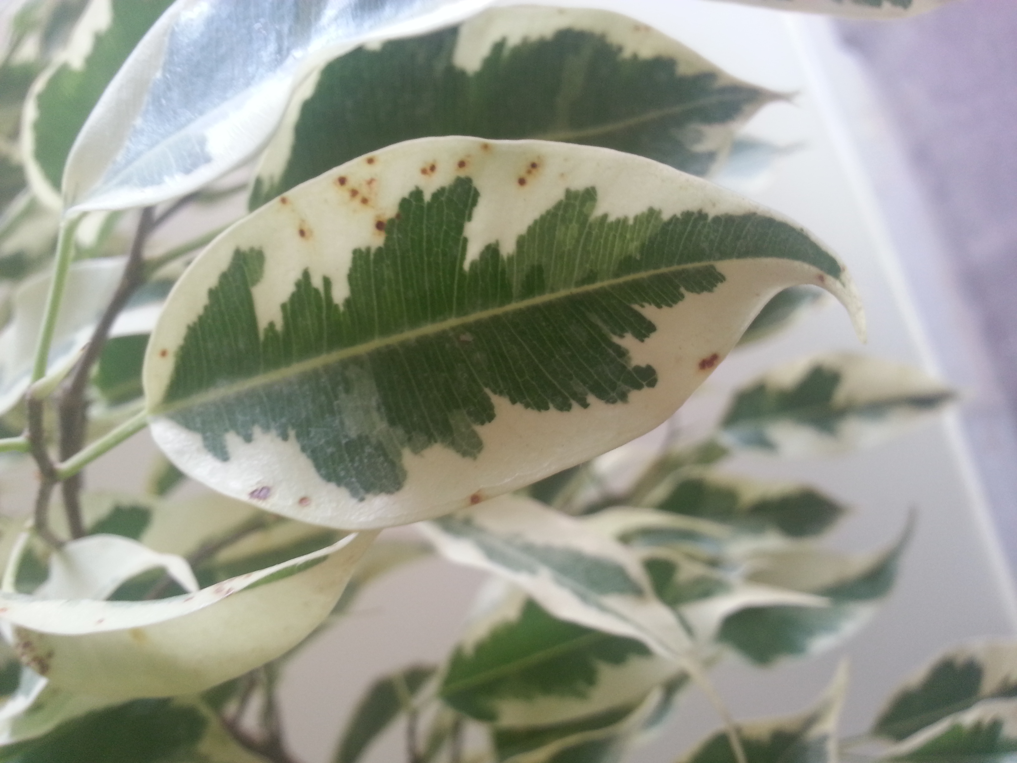 تصویر پرسش و پاسخ گیاه