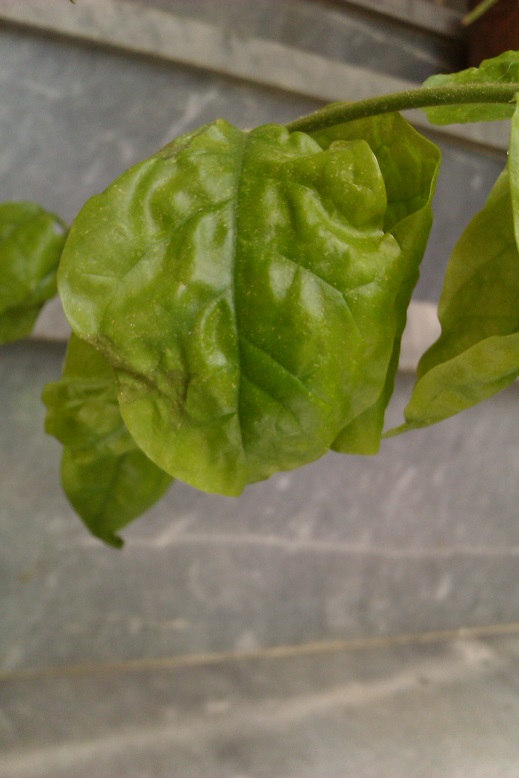تصویر پرسش و پاسخ گیاه