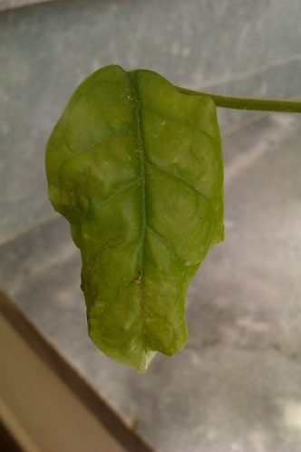 تصویر پرسش و پاسخ گیاه