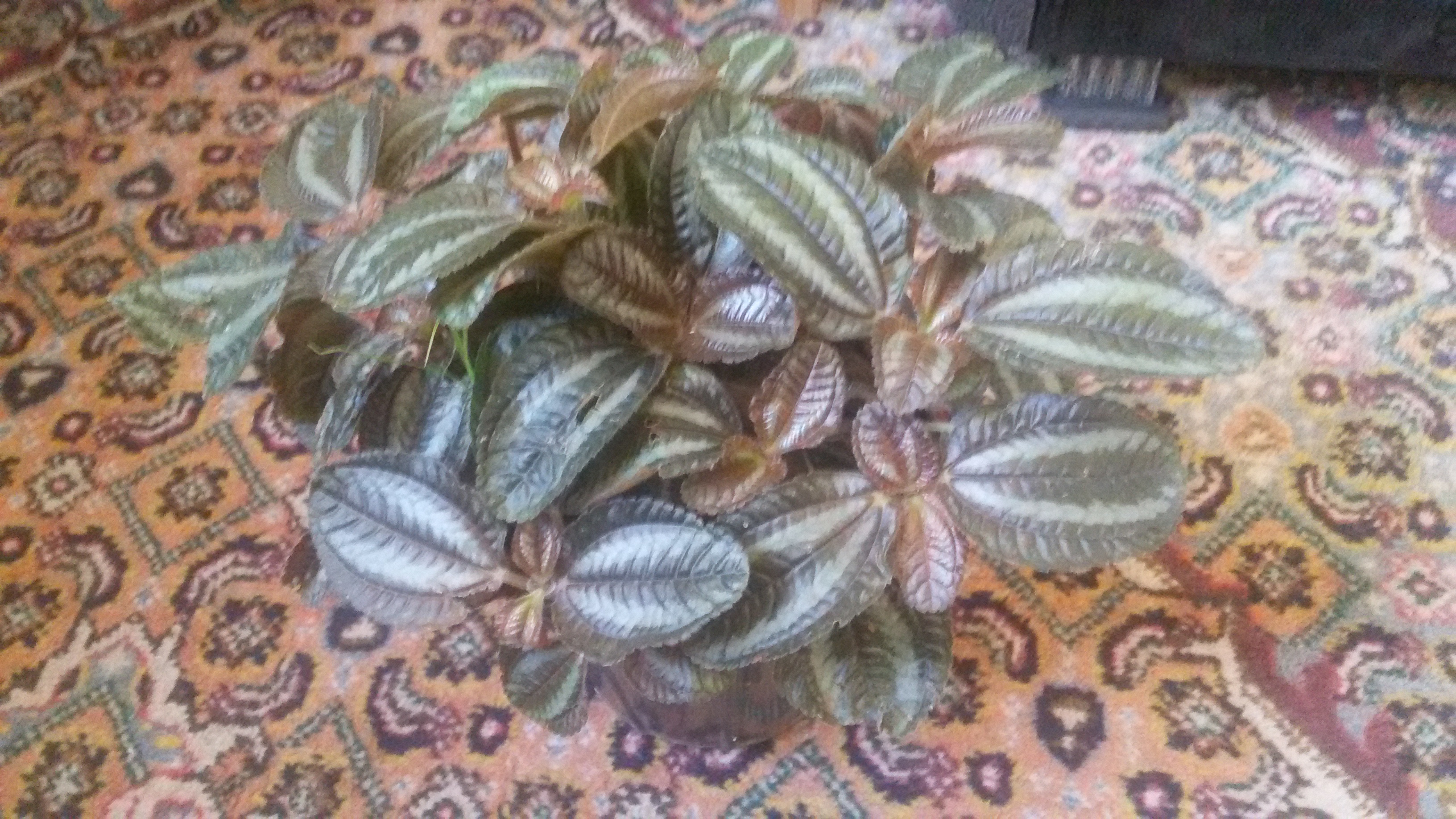 تصویر پرسش و پاسخ گیاه