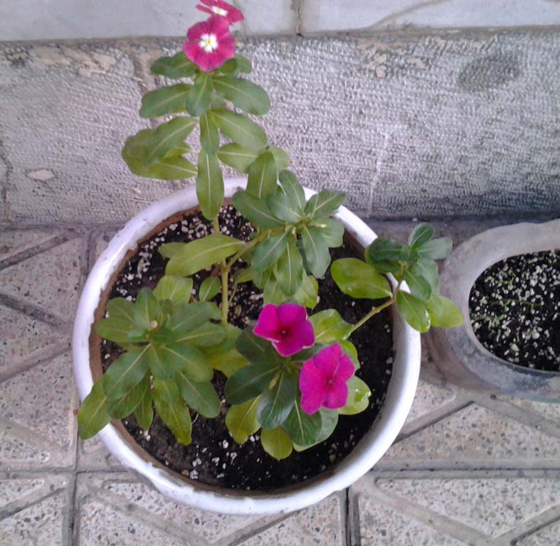 تصویر پرسش و پاسخ گیاه
