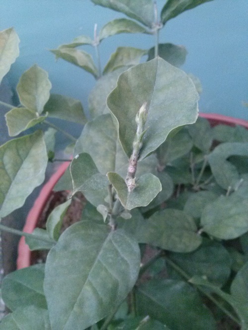 تصویر پرسش و پاسخ گیاه