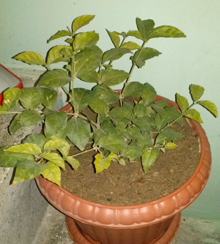 تصویر پرسش و پاسخ گیاه