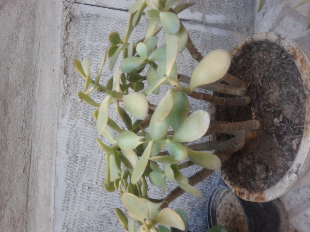 تصویر پرسش و پاسخ گیاه