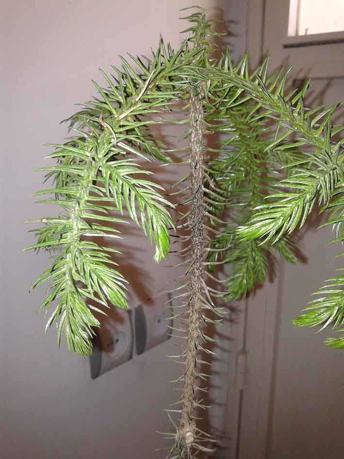تصویر پرسش و پاسخ گیاه