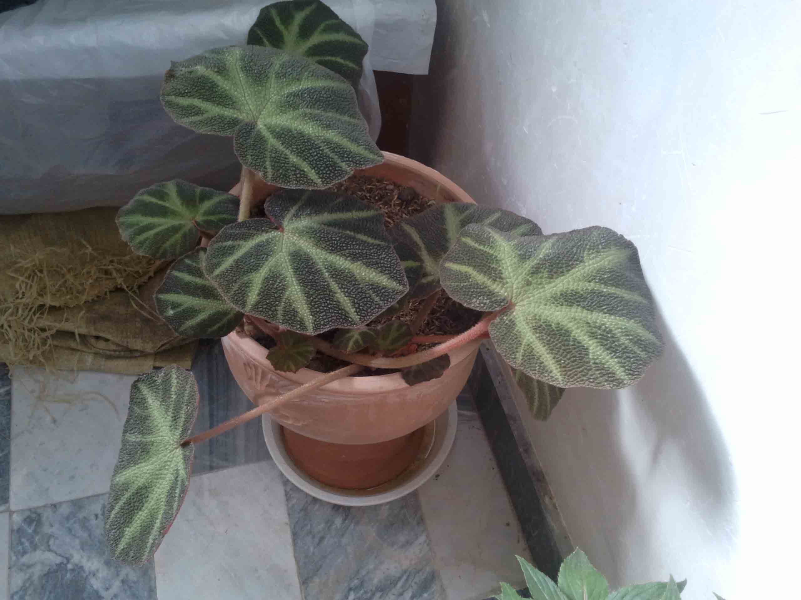 تصویر پرسش و پاسخ گیاه