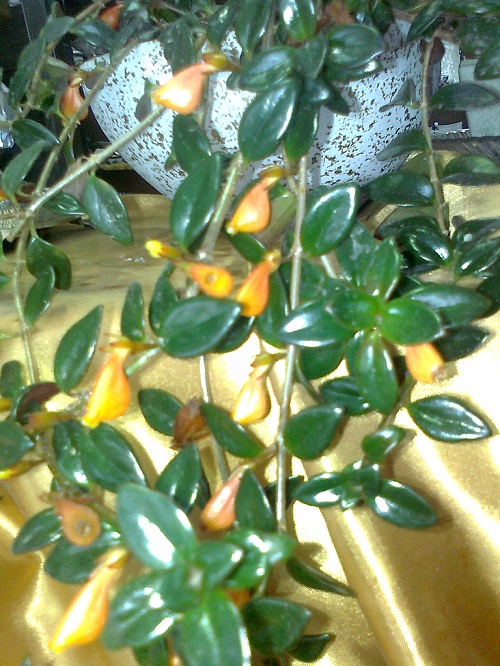 تصویر پرسش و پاسخ گیاه