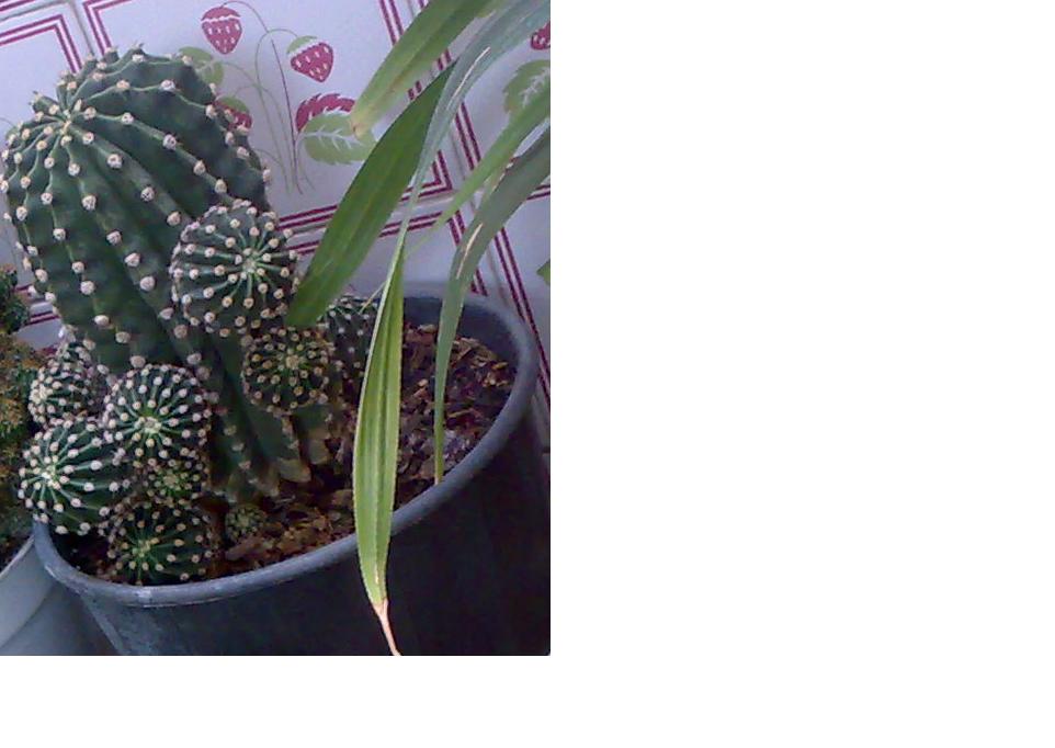 تصویر پرسش و پاسخ گیاه
