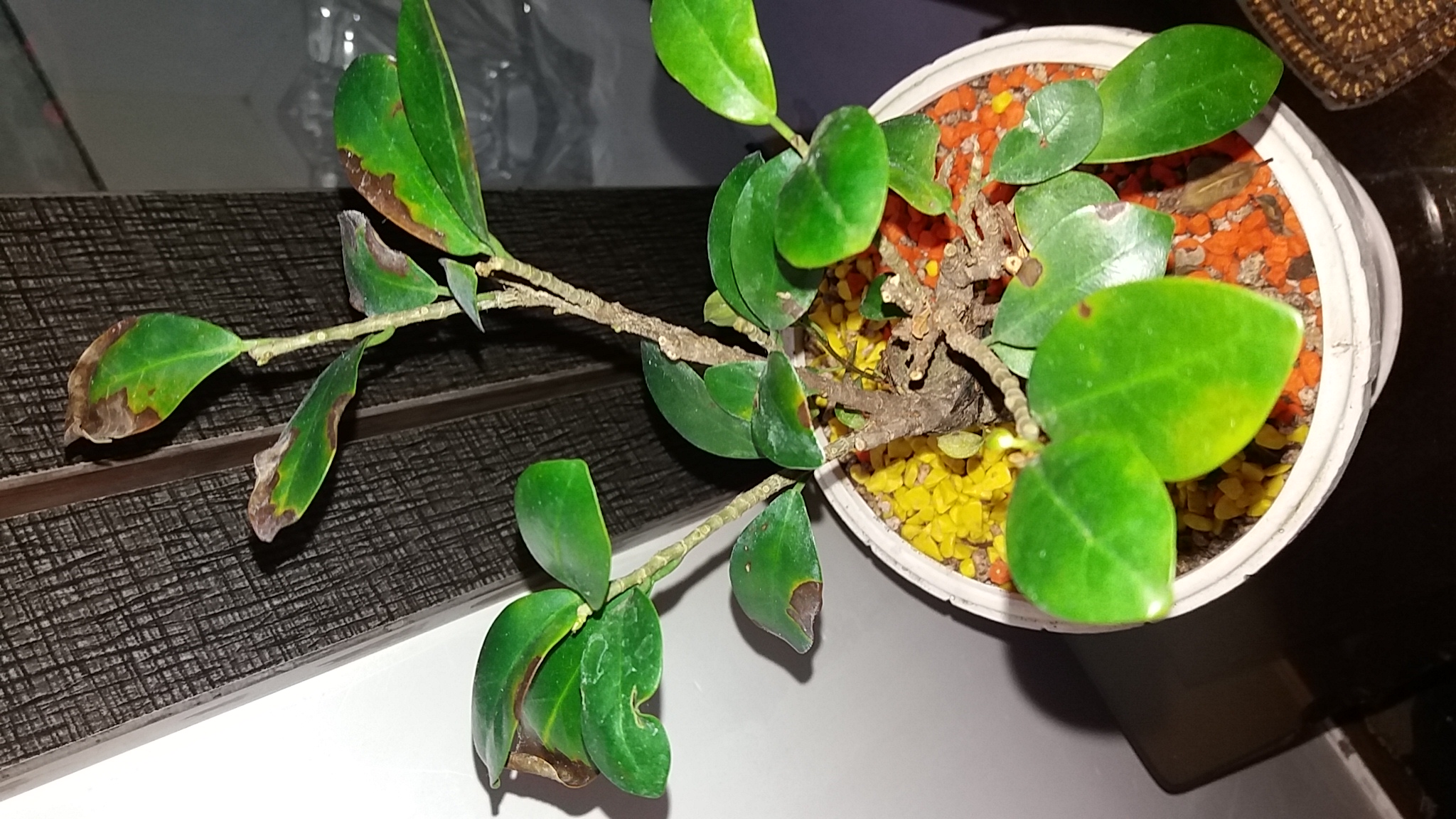 تصویر پرسش و پاسخ گیاه