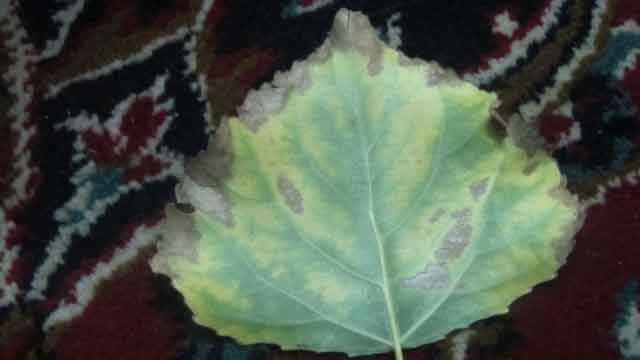 تصویر پرسش و پاسخ گیاه
