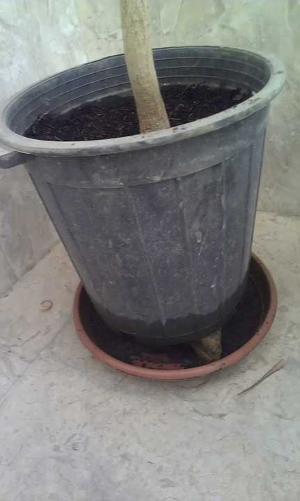 تصویر پرسش و پاسخ گیاه