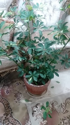 تصویر پرسش و پاسخ گیاه