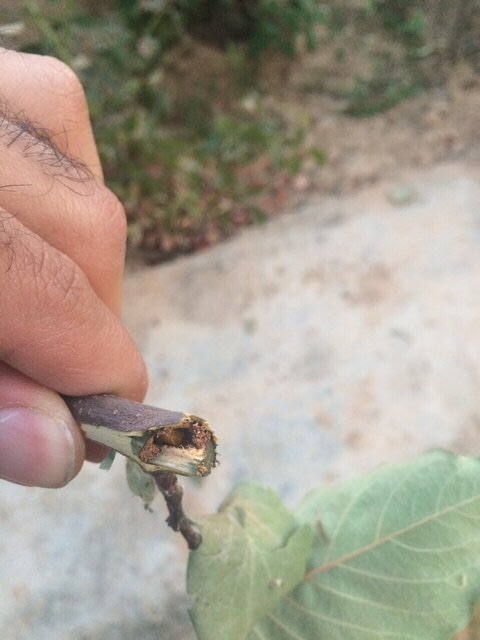 تصویر پرسش و پاسخ گیاه